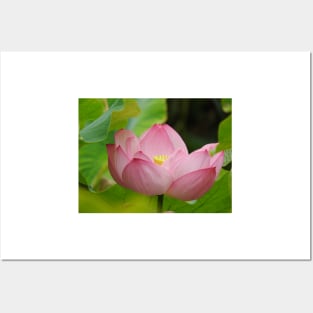 Lotus Flower Posters and Art